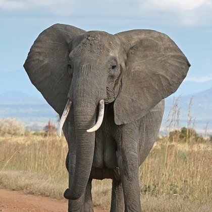 https://commons.wikimedia.org/wiki/File:African_Bush_Elephant.jpg