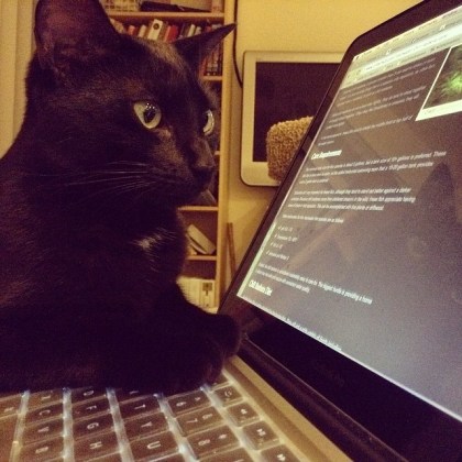 cat on a laptop staring at the screen